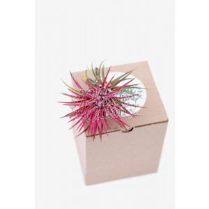Plante aeriene - Tillandsia Ionantha Rubra