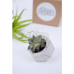 Ghiveci ciment Dodecahedron