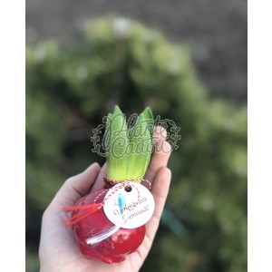 Bulb de Zambila in ceara