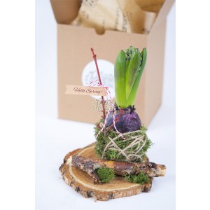 Martisor bulb de Zambila kokedama