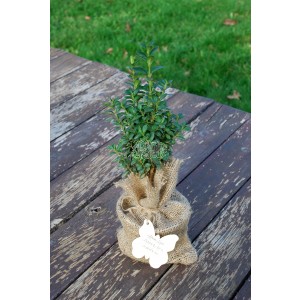 Buxus in sac iuta