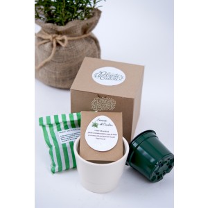 Kit de semanat - Plante aromatice